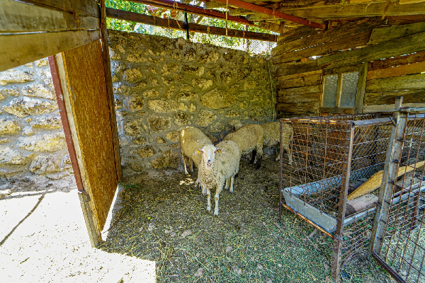 Bağ Evi Ceviz 